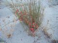 Ephedra distachya